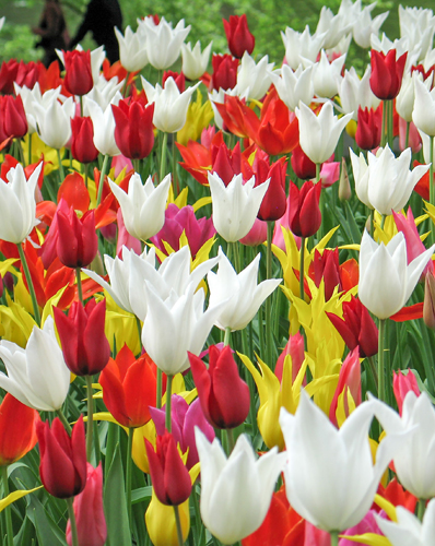 Tulipán laliokvetý mix 11/12, 100 kusov  